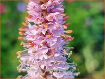 Veronicastrum virginicum 'Kleine Erika'