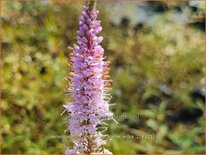 Veronicastrum virginicum 'Kleine Erika'