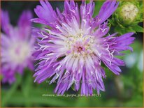 Stokesia laevis 'Purple Pixie'