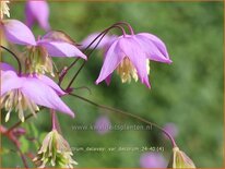 Thalictrum delavayi var. decorum