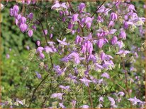 Thalictrum delavayi var. decorum