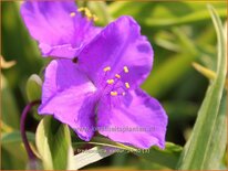 Tradescantia 'Valour'