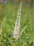 Veronica longifolia 'White Jolanda'