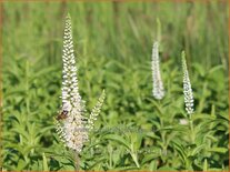 Veronica longifolia 'White Jolanda'