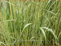 Calamagrostis acutiflora &#39;Eldorado&#39;