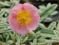 Helianthemum &#39;Rhodanthe Carneum&#39;