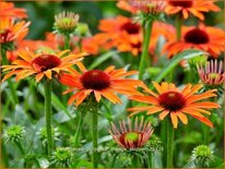 Echinacea purpurea &#39;Orange Skipper&#39;