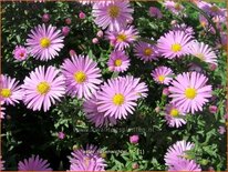 Aster &#39;Rosenwichtel&#39;