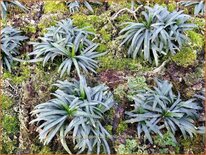 Ophiopogon japonicus &#39;Minor Nana&#39;