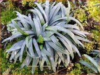 Ophiopogon japonicus &#39;Minor Nana&#39;