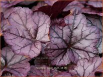 Heuchera &#39;Sugar Plum&#39;