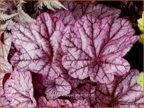 Heuchera &#39;Sugar Plum&#39;