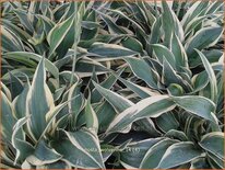 Hosta &#39;Wolverine&#39;