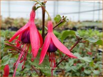 Fuchsia &#39;Mrs Popple&#39;