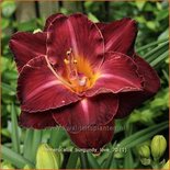 Hemerocallis &#39;Burgundy Love&#39;