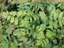 Dryopteris goldiana