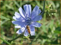 Cichorium intybus