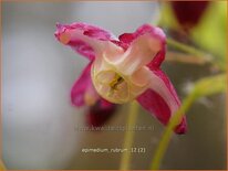 Epimedium rubrum