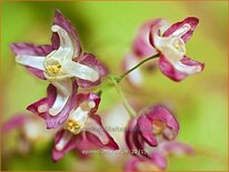 Epimedium rubrum