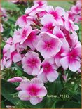 Phlox &#39;Sweet Summer Festival&#39;