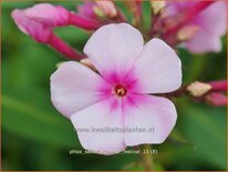 Phlox &#39;Sweet Summer Festival&#39;