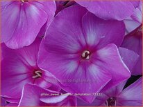 Phlox &#39;Sweet Summer Temptation&#39;