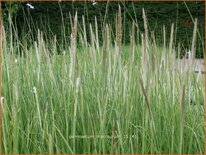 Pennisetum macrourum