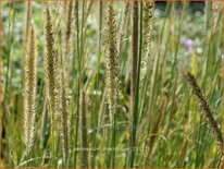 Pennisetum macrourum