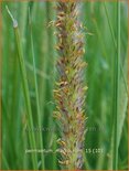 Pennisetum macrourum