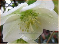 Helleborus niger &#39;Praecox&#39;