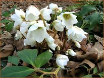 Helleborus niger &#39;Praecox&#39;