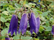 Campanula &#39;Purple Sensation&#39;