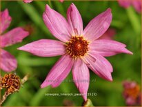 Coreopsis &#39;Limerock Passion&#39;