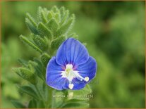 Veronica &#39;Tidal Pool&#39;