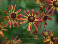 Helenium &#39;Loysder Wieck&#39;