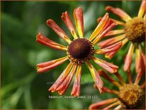 Helenium &#39;Loysder Wieck&#39;