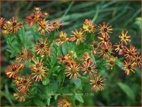 Helenium &#39;Loysder Wieck&#39;