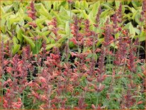 Agastache &#39;Fleur&#39;