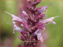 Agastache &#39;Linda&#39;