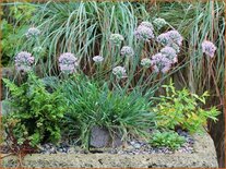 Allium senescens &#39;Glaucum&#39;