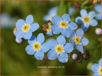 Myosotis palustris