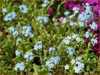 Myosotis palustris