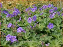 Geranium &#39;Alan Mayes&#39;