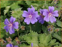 Geranium &#39;Alan Mayes&#39;