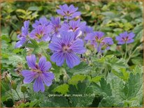 Geranium &#39;Alan Mayes&#39;