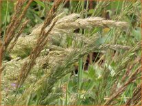 Calamagrostis epigejos