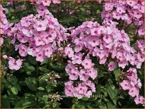 Phlox &#39;Herbstwalzer&#39;