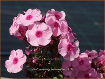 Phlox &#39;Herbstwalzer&#39;