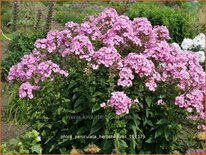 Phlox &#39;Herbstwalzer&#39;