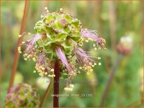 Sanguisorba minor